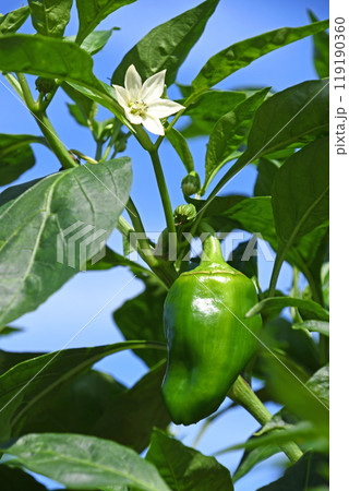 家庭菜園のピーマンと白い花 家庭菜園のピーマンと白い花 119190360