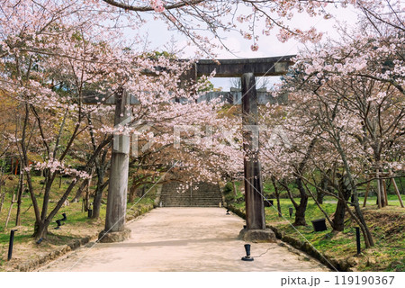 Pink cherry sakura tunnel at torii gate of Homangu Kamado, Dazaifu 119190367