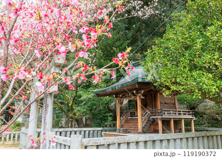 wooden shrine with pink sakura cherry tree at Dazaifu Tenmangu Shrine 119190372