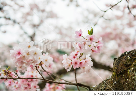 Pink sakura blossom of cherry tree with copy space for background text 119190387