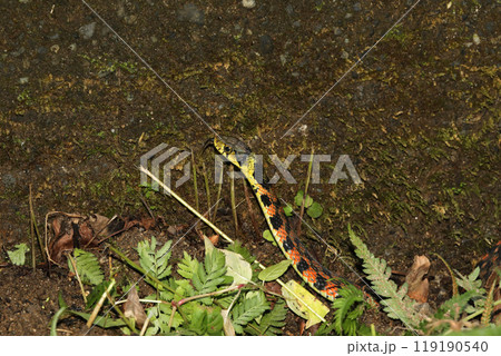 ヤマカガシ 119190540