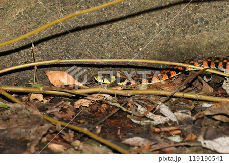 ヤマカガシ 119190541