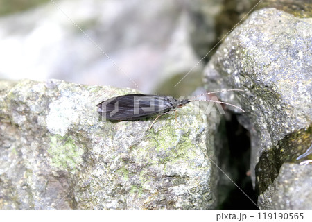 上から見たコカクツツトビケラ 119190565