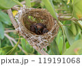 Birds nest 119191068