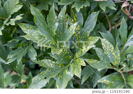 Close up of a leaf affected by peony tobacco rattle virus or ringspots (Tobravirus TRV). The yellow mottling varies in severity from year to year. 119191190