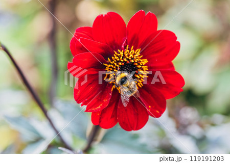 Close up of dahlia flower and bumblebee in garden 119191203