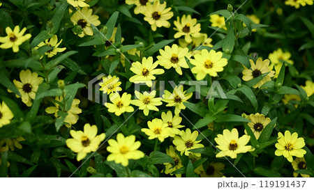 黄色い花の花壇 黄色い花の花壇 119191437