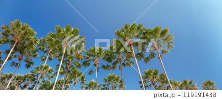 Carnauba palm is a plant native in the northeastern Brazil. Carnauba palm is a plant native in the northeastern Brazil. 119191438