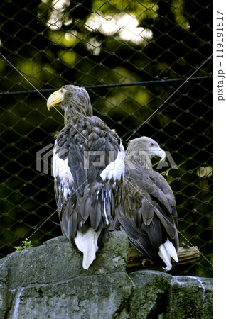 オオワシ オオワシ 119191517