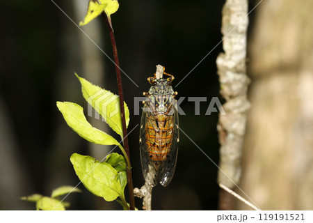 エゾハルゼミ 119191521