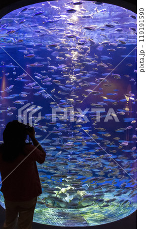 Fish in the aquarium Fish in the aquarium 119191590