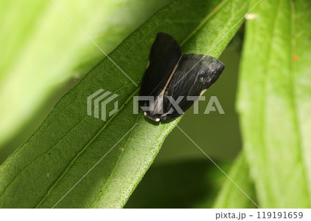 チュウゴクアミガサハゴロモ チュウゴクアミガサハゴロモ 119191659