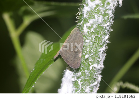 チュウゴクアミガサハゴロモ 119191662