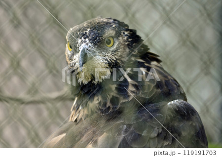 ハチクマ 119191703