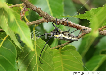 シロスジカミキリ 119191715