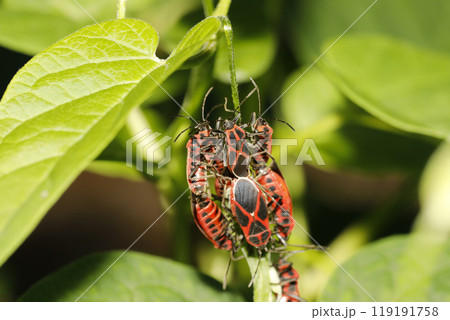 ジュウジナガカメムシ交尾 119191758
