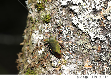 ツノアオカメムシ ツノアオカメムシ 119191817