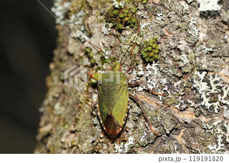 ツノアオカメムシ ツノアオカメムシ 119191820