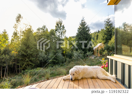Dog Resting on Deck in the Countryside 119192322