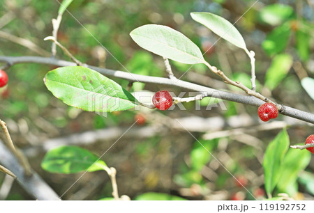 赤いアキグミの実(秋、十月) 赤いアキグミの実(秋、十月) 119192752