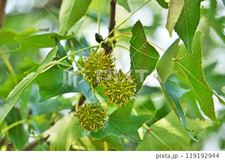 とげとげが突き出たモミジバフウの実（秋、十月） 119192944
