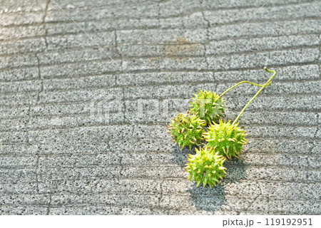 落下したモミジバフウの実（秋、十月） 119192951