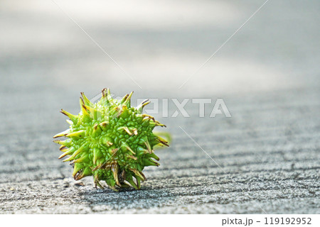 落下したモミジバフウの実（秋、十月） 119192952