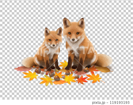 狐狸背景A-1 119193193