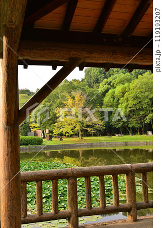 秋の色づき始め　あずま屋からの眺め　大池湖畔　城山公園　桶川市　　 119193207