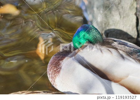 北海道旧道庁前池のマガモ 119193527