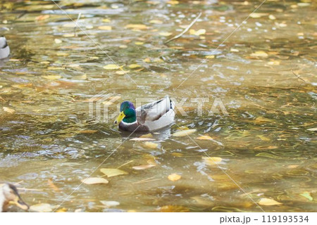 北海道旧道庁前池のマガモ 119193534