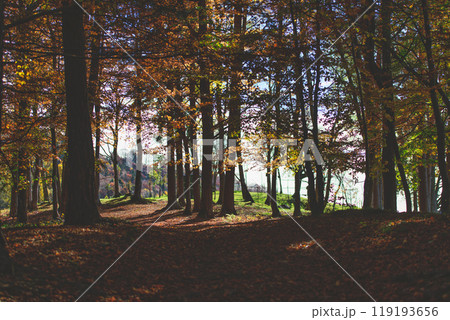 Autumn forest with clearing Autumn forest with clearing 119193656