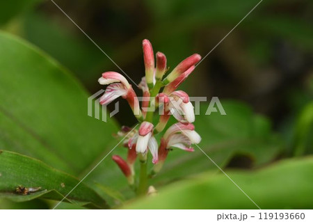 山地の林下に生育する白色と紅色の花弁の花の穂状花序が綺麗なハナミョウガ 119193660