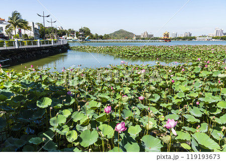 View of the lotus in bloom at the Lotus Pond(Lianchihtan) in Kaohsiung, Taiwan. it is an artificial lake and a popular tourist destination. View of the lotus in bloom at the Lotus Pond(Lianchihtan) in Kaohsiung, Taiwan. it is an artificial lake and a popular tourist destination. 119193673