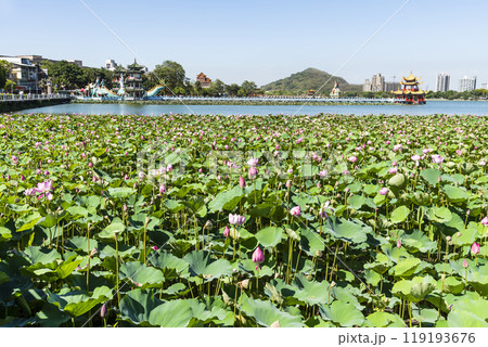 View of the lotus in bloom at the Lotus Pond(Lianchihtan) in Kaohsiung, Taiwan. it is an artificial lake and a popular tourist destination. 119193676
