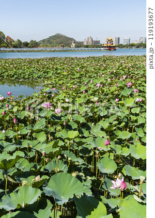 View of the lotus in bloom at the Lotus Pond(Lianchihtan) in Kaohsiung, Taiwan. it is an artificial lake and a popular tourist destination. 119193677