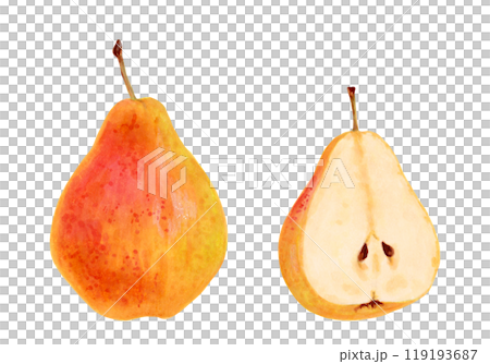 Yellow whole pear with half of fruit. Botanical watercolor and marker illustration. Hand drawn isolated drawing. Clip art of ripe fruits from tree for menu design, agriculture. Organic food sketch. 119193687