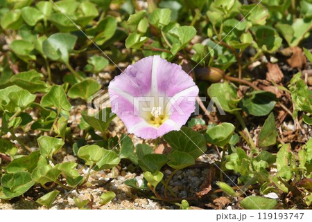 神戸の砂浜で見られた淡紅色の花が綺麗なハマヒルガオ 119193747