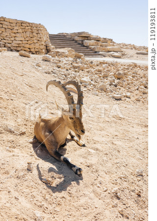 A solitary desert ibex relaxes on rocky terrain, proudly showcasing its impressive curved horns in its habitat A solitary desert ibex relaxes on rocky terrain, proudly showcasing its impressive curved horns in its habitat 119193811