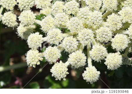 砂浜で見られる白色の多数の花が集まった複散形花序の拡大した生薬にも利用されるハマボウフウの花 砂浜で見られる白色の多数の花が集まった複散形花序の拡大した生薬にも利用されるハマボウフウの花 119193846