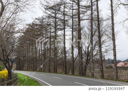 岩手の春の防風林の並木道 119193847