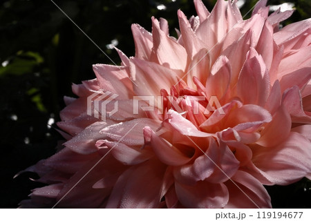 満開のダリア 119194677