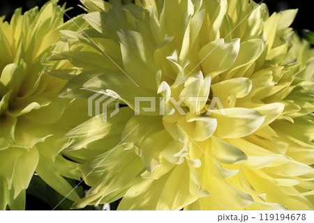 満開のダリア 119194678