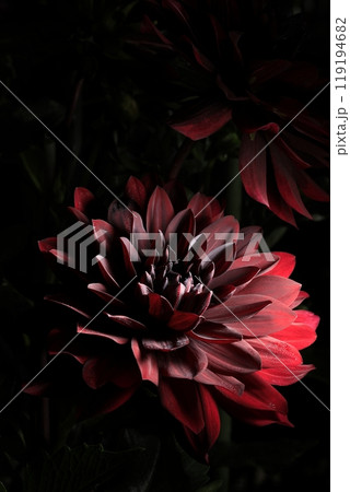 満開のダリア 119194682