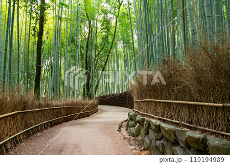 京都の嵐山、嵯峨野 竹林の小径 119194989