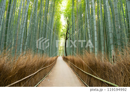 京都の嵐山、嵯峨野 竹林の小径 119194992