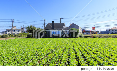 神奈川県三浦市三戸の大根畑 神奈川県三浦市三戸の大根畑 119195036