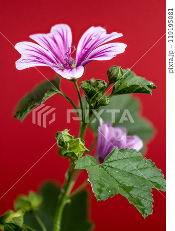 Blooming pink malva sylvestris Zebrina on a red background 119195081