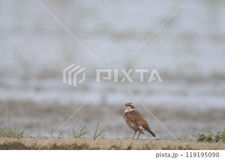 畔道のツグミ 119195098