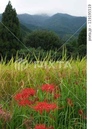 田んぼの稲とヒガンバナと山 田んぼの稲とヒガンバナと山 119195519
